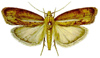 moth